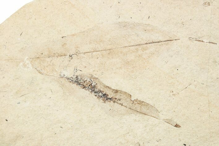 Two Oligocene Fossil Leaves - France #254291